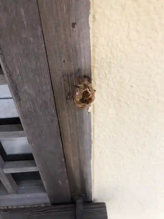 舞子六神社/まいこむの宮の動物