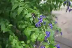 今戸神社の動物