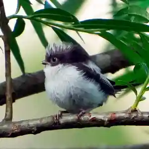 帯廣神社の動物(2025年05月27日(火) 14時18分32秒投稿)