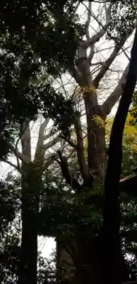 諏方神社(東京都)