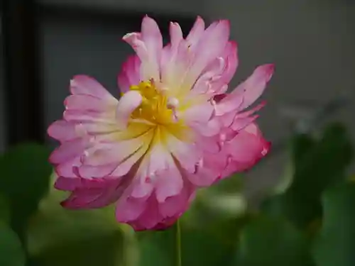 極楽山　浄土寺の自然