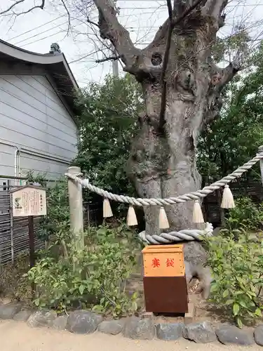 溝口神社の自然