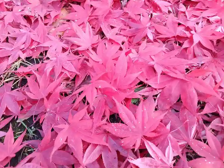 美瑛神社の自然