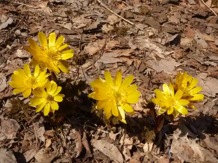 留辺蘂神社の自然