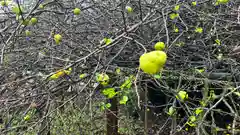 冠稲荷神社の自然