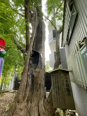 東神奈川熊野神社(神奈川県)