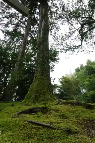 小野神社の自然