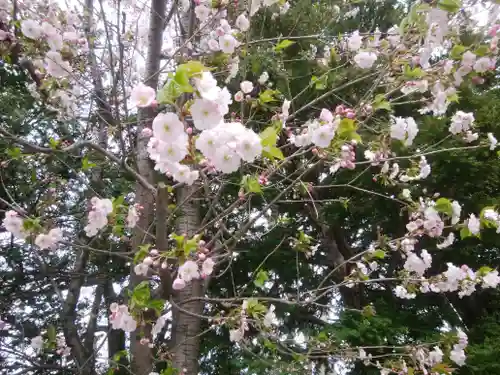 札幌諏訪神社の自然