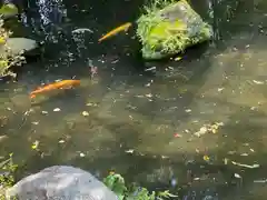 富知六所浅間神社の動物