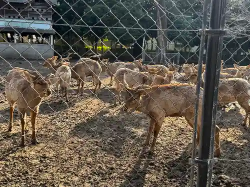 三嶋大社(静岡県)