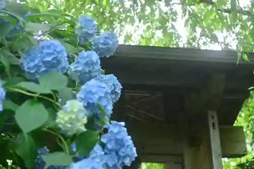 明月院(神奈川県)