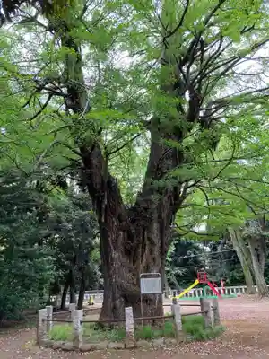 赤坂氷川神社の自然