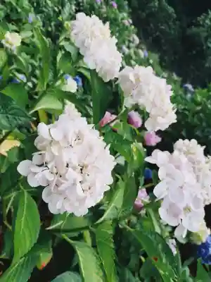 弥勒寺の{uncategorized: "未分類", other: "その他", undefined: "問題あり", building: "その他建物", grave: "お墓", sacred_gate: "鳥居", guardian: "狛犬", statue: "像", buddha: "仏像", history: "歴史", nature: "自然", garden: "庭園", animal: "動物", pagoda: "塔", temizu: "手水舎", mountain_gate: "山門・神門", sanctuary: "本殿・本堂", subordinate: "末社・摂社", art: "芸術", scenery: "景色", jizo: "地蔵", ema: "絵馬", goshuin: "御朱印", omikuji: "おみくじ", items: "授与品その他", amulet: "お守り", goshuincho: "御朱印帳", eats: "食事", festival: "お祭り", votive_dance: "神楽", shichigosan: "七五三参", wedding: "結婚式", experience: "体験その他", initially: "初詣", around: "周辺", anti_infection: "感染症対策"}