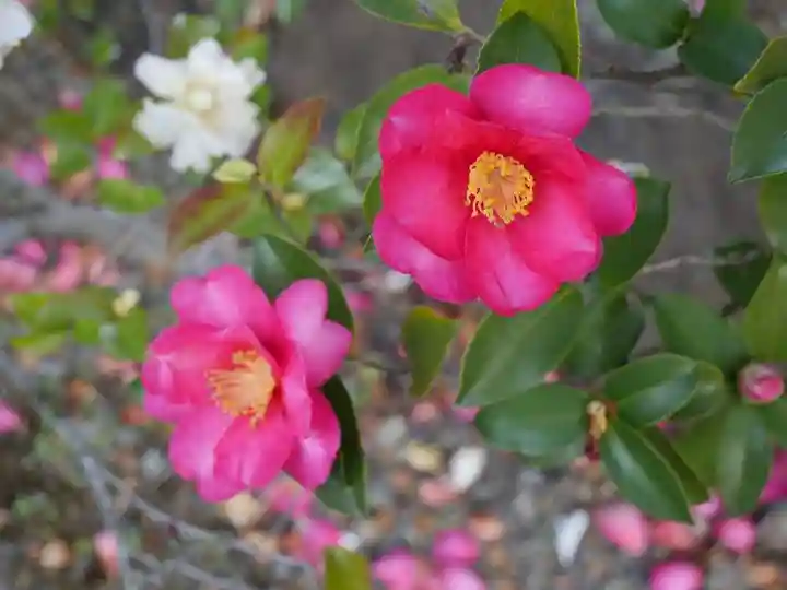 定林山 能成寺の自然