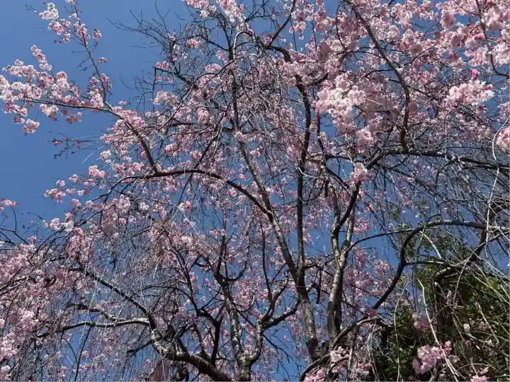秩父今宮神社(埼玉県)