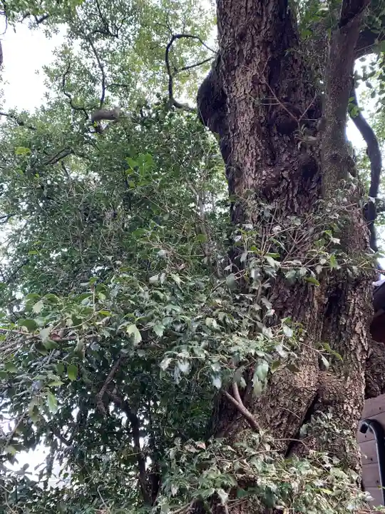 上中居諏訪神社の自然
