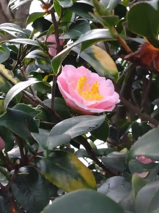 紅葉八幡宮の自然