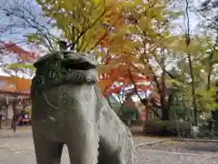 日高神社の狛犬