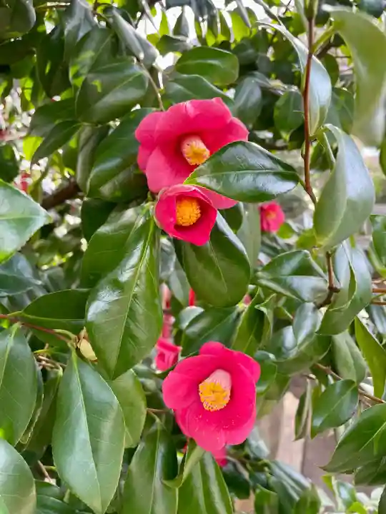 花園神社(東京都)