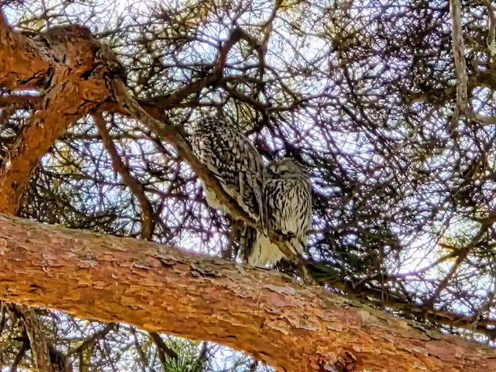 厚真神社(北海道)
