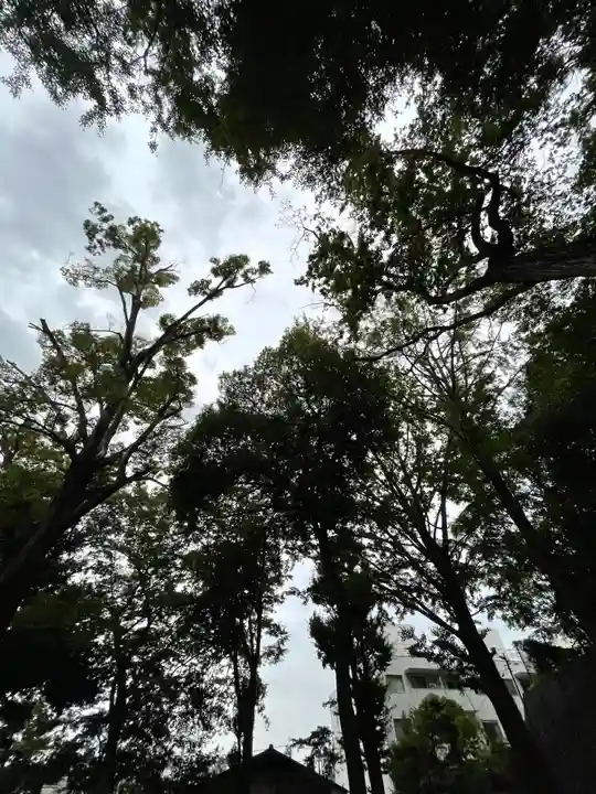三宿神社の自然