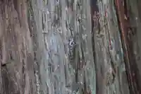 鹿島大神宮の自然