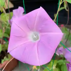 豊景神社の自然(2020年09月08日(火) 05時26分27秒投稿)