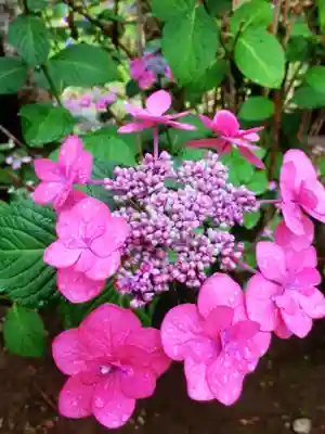 鳩森八幡神社(東京都)