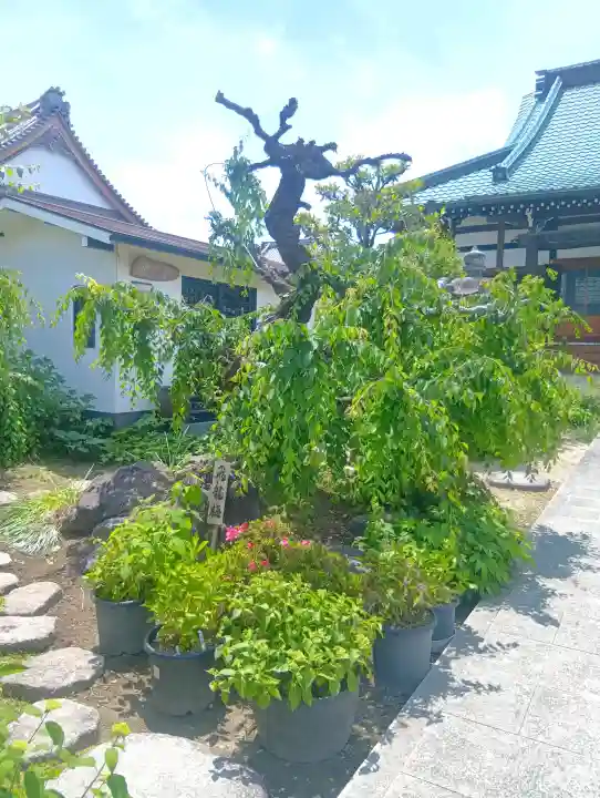 光受寺の{uncategorized: "未分類", other: "その他", undefined: "問題あり", building: "その他建物", grave: "お墓", sacred_gate: "鳥居", guardian: "狛犬", statue: "像", buddha: "仏像", history: "歴史", nature: "自然", garden: "庭園", animal: "動物", pagoda: "塔", temizu: "手水舎", mountain_gate: "山門・神門", sanctuary: "本殿・本堂", subordinate: "末社・摂社", art: "芸術", scenery: "景色", jizo: "地蔵", ema: "絵馬", goshuin: "御朱印", omikuji: "おみくじ", items: "授与品その他", amulet: "お守り", goshuincho: "御朱印帳", eats: "食事", festival: "お祭り", votive_dance: "神楽", shichigosan: "七五三参", wedding: "結婚式", experience: "体験その他", initially: "初詣", around: "周辺", anti_infection: "感染症対策"}