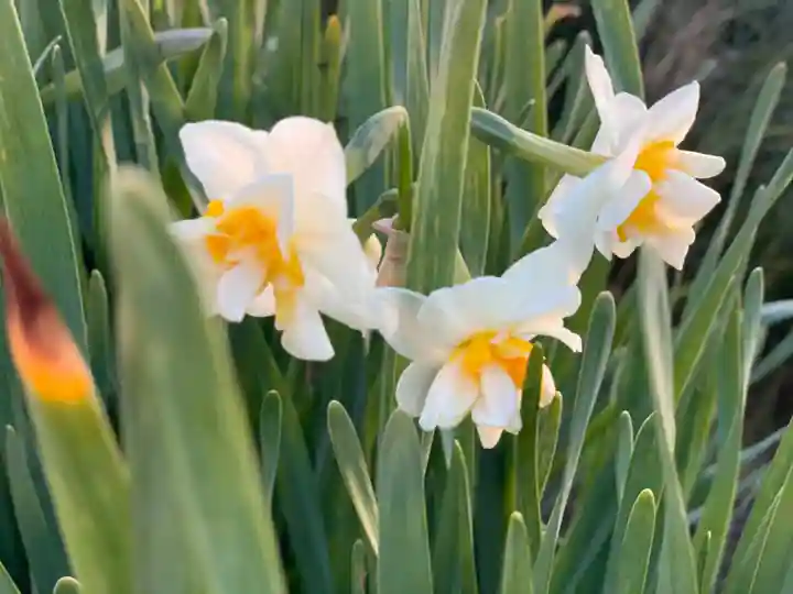 埼玉厄除け開運大師・龍泉寺(切り絵御朱印発祥の寺)の自然