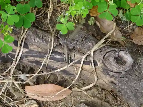 有鹿神社の動物