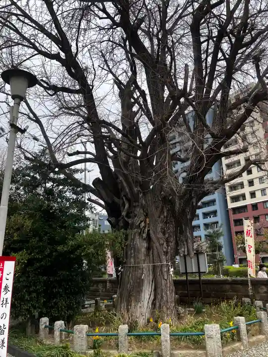 磐井神社の自然