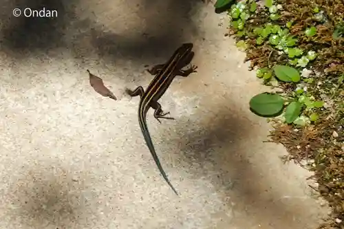 金剛輪寺(滋賀県)