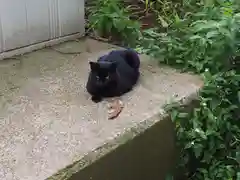 松尾神社の動物