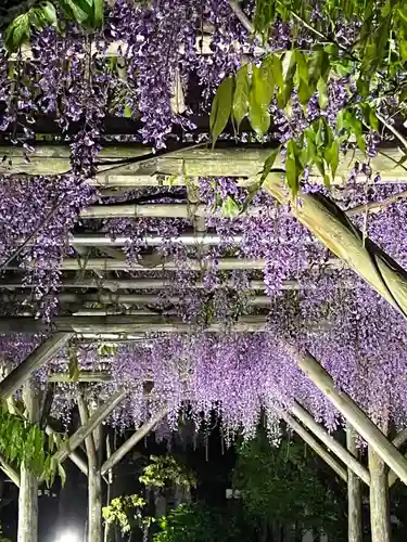 亀戸天神社(東京都)