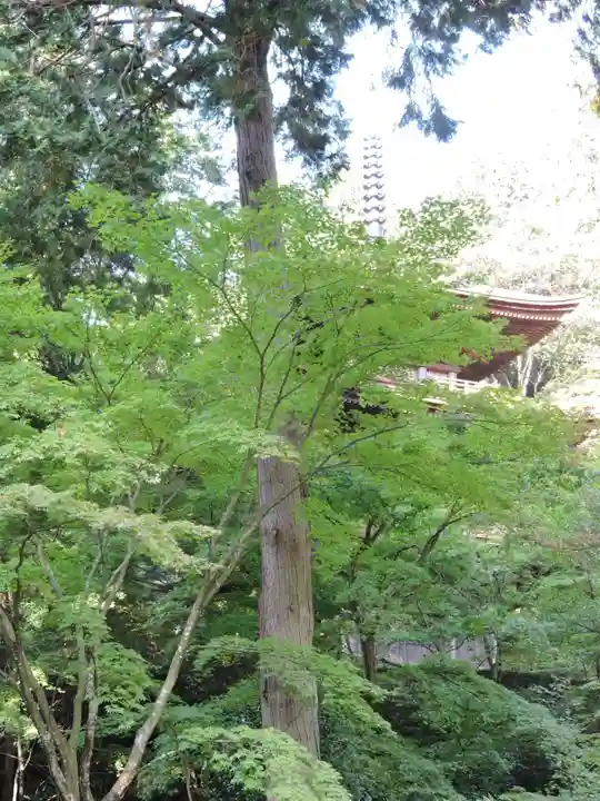 金剛輪寺の自然