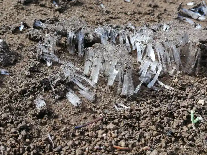 伏木香取神社の自然
