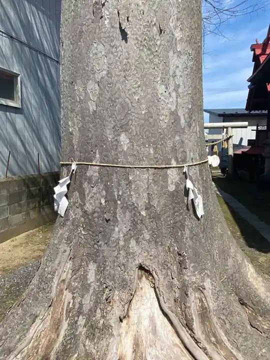 白山神社の自然