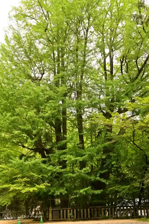 武蔵二宮 金鑚神社(埼玉県)