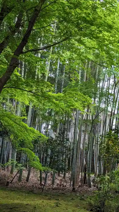 地蔵院(京都府)