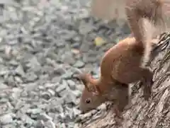 札幌諏訪神社の動物