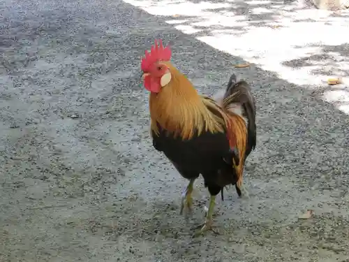 石上神宮の動物