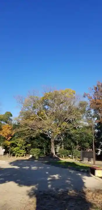 東稲荷神社の自然