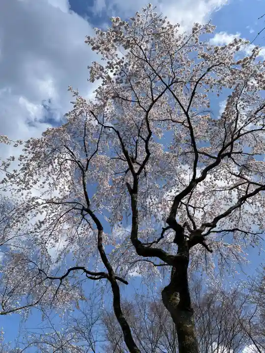 勝持寺(花の寺)(京都府)