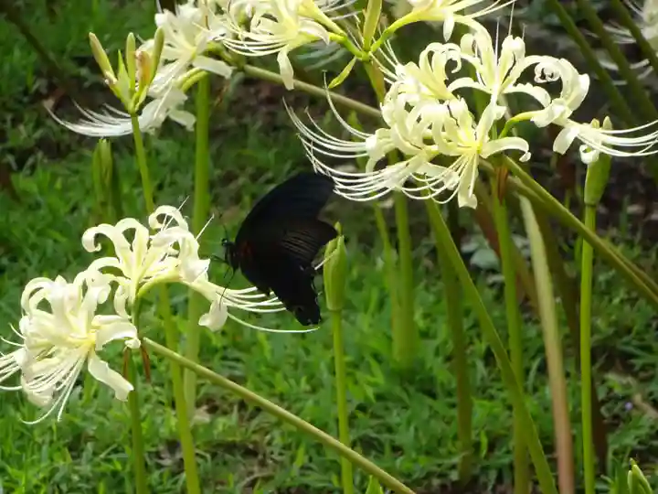 横浜 西方寺の動物