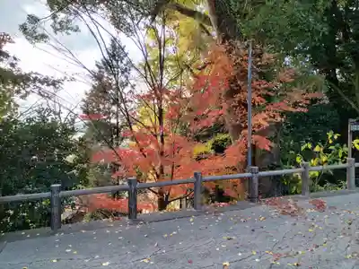 山﨑八幡宮の自然