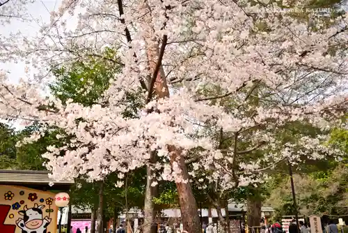 櫻木神社の自然