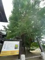 葛飾八幡宮(千葉県)