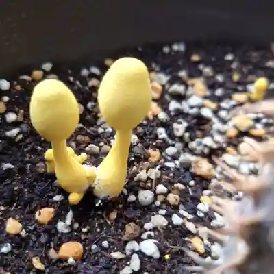 成田山大照寺(北海道)