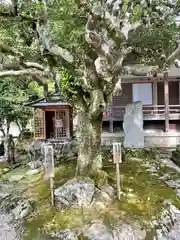 如意輪寺の自然